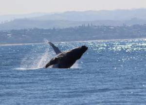 whalewatching